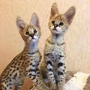 Serval- savana e caracal gatinhos para venda