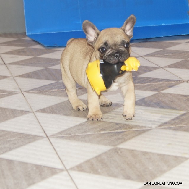 Foto 1 - Bulldog francês